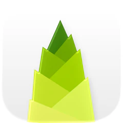 Bamboo